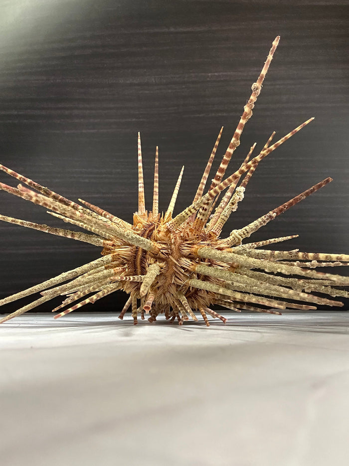 Vintage Zebra Sea Urchin Shell with Spines – Large Marine Specimen, 9"