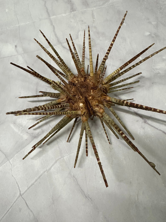 Vintage Zebra Sea Urchin Shell with Spines – Large Marine Specimen, 9"