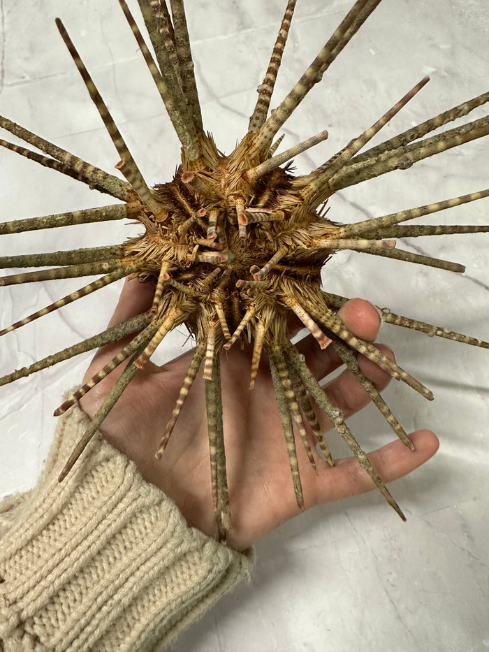 Vintage Zebra Sea Urchin Shell with Spines – Large Marine Specimen, 9"