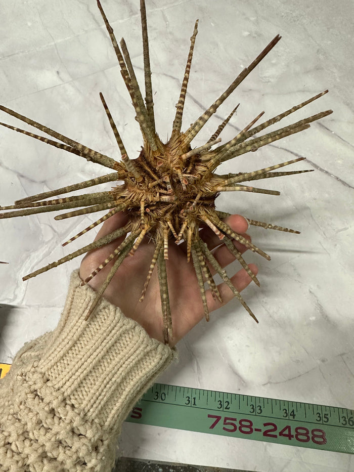 Vintage Zebra Sea Urchin Shell with Spines – Large Marine Specimen, 9"