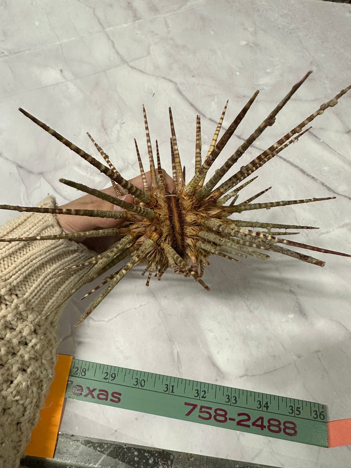 Vintage Zebra Sea Urchin Shell with Spines – Large Marine Specimen, 9"