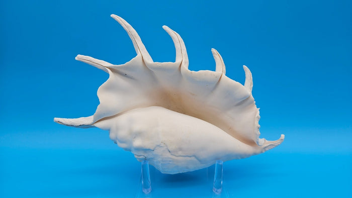 White Lambis Truncata Shell (Lambis truncata) – 11"