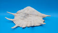 White Lambis Truncata Shell (Lambis truncata) – 12.75"